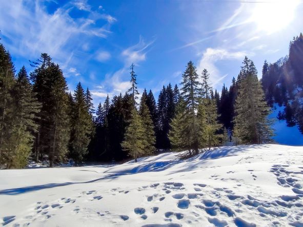 Winterwandern Söllereck Spuren im Schnee 