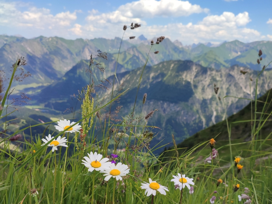 Oberstdorf Bergbahn inklusive Blumenwiese am Gratweg Fellhorn